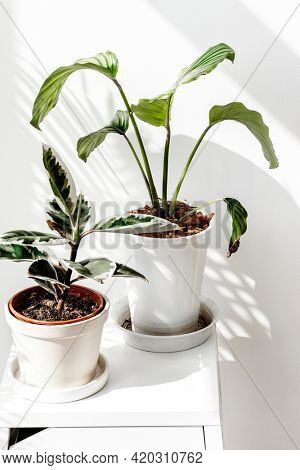 Tropical plants by a white wall with window shadow