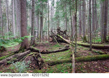 Green forest nature. Ancient green forest. Nature. Pine forest. Natural environment. Forest nature. Red pine trees in nature. Nature forest, branches and trees. Travel in nature.