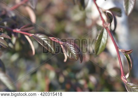 Willow-leaved Cotoneaster Branch - Latin Name - Cotoneaster Salicifolius Repens