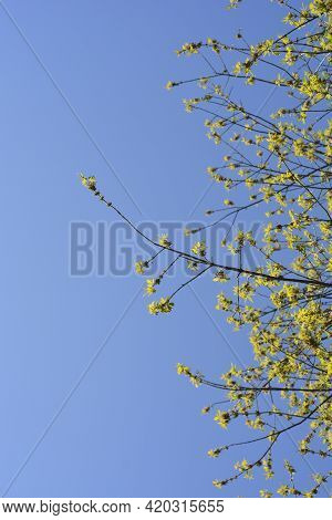 Boxelder Maple Branches With Flowers And New Leaves Against Blue Sky - Latin Name - Acer Negundo