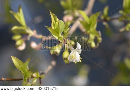 Winter Flowering Honeysuckle Branch With Unripe Fruits And Flower - Latin Name - Lonicera Fragrantis