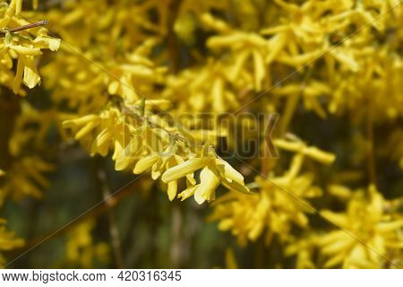 Weeping Forsythia Yellow Flowers - Latin Name - Forsythia Suspensa