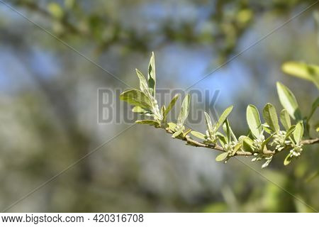 Autumn Olive Branch With Flower Buds - Latin Name - Elaeagnus Umbellata