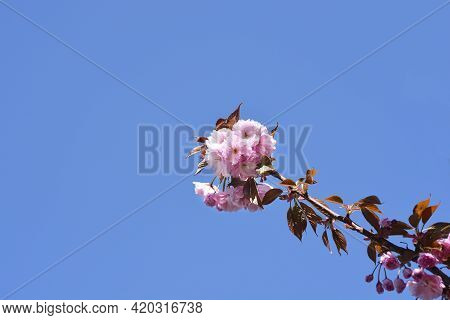 Japanese Flowering Cherry Kanzan Branch Against Blu Sky - Latin Name - Prunus Serrulata Kanzan