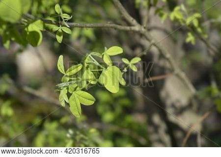 Dalmatian Laburnum Leaves - Latin Name - Petteria Ramentacea
