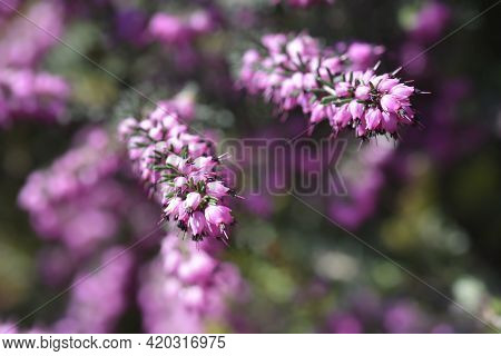 Darley Dale Heath - Latin Name - Erica * Darleyensis Darley Dale