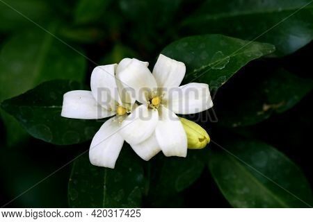 Murraya Paniculata Flower, Close Up , In The Garden