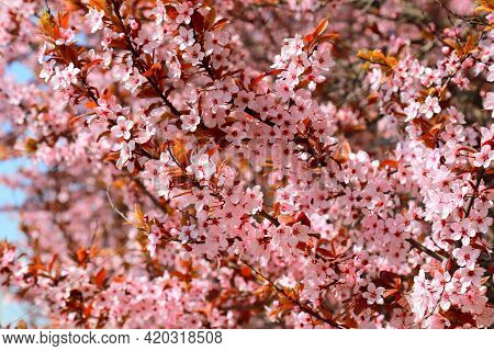 In The Garden Bloomed Red Leaved Pissardi Plum, Or Cherry Plum. Beautiful Decorative Tree With Small