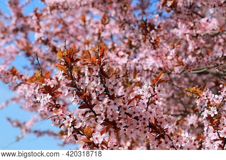 In The Garden Bloomed Red Leaved Pissardi Plum, Or Cherry Plum. Beautiful Decorative Tree With Small