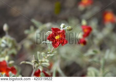 Rock Rose Fire Dragon - Latin Name - Helianthemum Fire Dragon