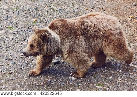 A Rare Hybrid Of A Brown And Tibetan Bear With A White Spot On Its Neck Walks Around The Enclosure. 