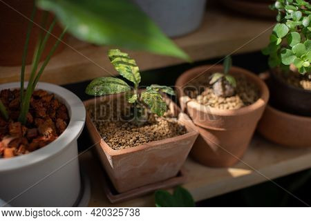 Dorstenia Foetida Variegata Or Dorstenia Plant On The Clay Pot