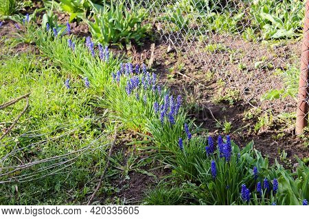 Beautiful Meadow Bright Blue Blossoms Of Armenian Muskari Close-up. High Quality Photo