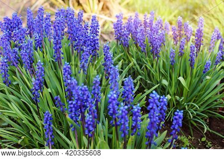 Beautiful Meadow Bright Blue Blossoms Of Armenian Muskari Close-up. High Quality Photo