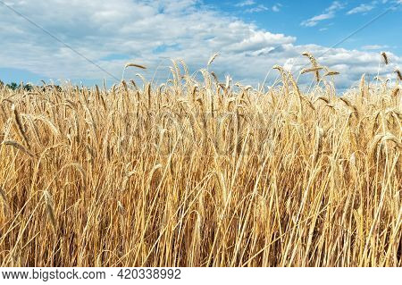 Scenic Landscape Of Ripe Golden Organic Wheat Stalk Field Against Blue Sky On Bright Sunny Summer Da