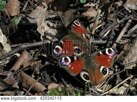 Two Urticaria Aglais (nymphalis Urticae) Urticae  Butterflies On The Dry Foliage