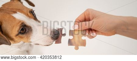 A Loyal Dog Holds A Piece Of The Puzzle, And The Owner Holds The Second. Jack Russell Terrier And A 