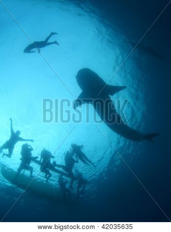 Riesigen Walhai in eine Tiefe und eine Gruppe von Schnorchler auf eine Oberfläche gleiten. Cebu Insel, Philippin