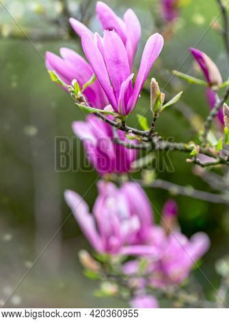 Blooming Branch Of Purple Magnolia On A Background Of Young Green Foliage. Spring Season Concept.