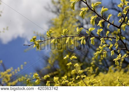 Young Leaves Of Ulmus Parvifolia, Small-leaved Elm Tree, Against The Sky.