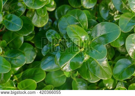 Close-up Of Plant Leaves Shiny Leaf With Sunlight Outdoor