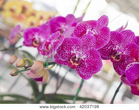 Taida czerwona róża orchidea