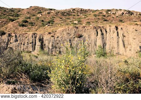 Bush Poppy Wildflowers On An Arid Plain With An Uplifted Landscape Beyond Taken At The San Andreas F