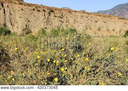 Sheer Cliffs Of Sandstone And Sedimentary Rocks Uplifted From Seismic Activity On The San Andreas Fa