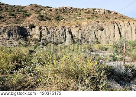 Bush Poppy Flower Blossoms On The San Andreas Fault With Sheer Cliffs Of Sandstone And Sedimentary R