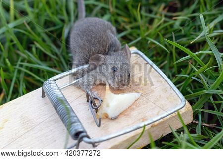 Dead Mouse In A Mousetrap. Mouse Hunting. The Mouse Is A Small Rodent And Pest