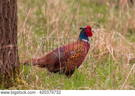 Big Brightly Colored Pheasant Bird - Phasianus Colchicus In The Forest In The Grass.