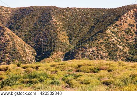 Chaparral Plants And Spring Wildflowers On An Arid Plateau With Barren Mountains Beyond Taken At A C
