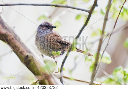 Dunnock Bird Prunella Modularis Sitting On The Branch  And Looking Back.