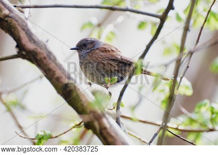 Dunnock Bird Prunella Modularis Sitting On The Branch.