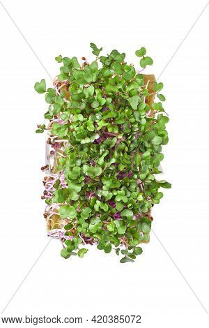 Micro Greens Arugula Sprouts On A White Background. Germination Of Seeds For Nutrition. Seedlings Mi