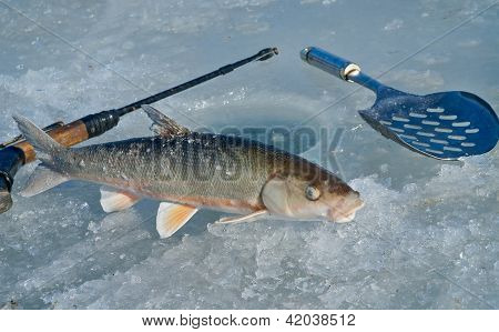 Pesca invernale
