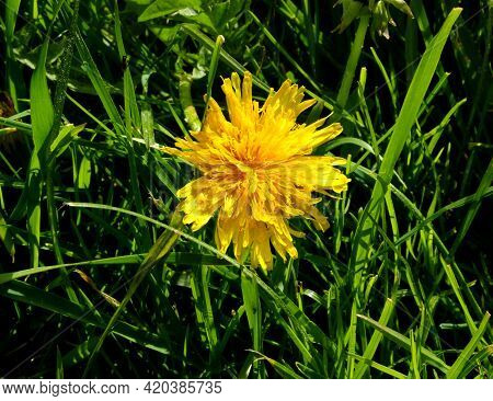 Messenger Of Spring, A Beautifully Blooming Yellow Dandelion Flower.