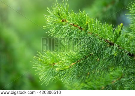 Young Branches Of Larch. Closeup Of Green Larch Young Needles. Larix Sibirica, The Siberian Larch Or