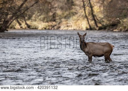 Young Elk Calf Stands In River In Great Smoky Mountains National Park