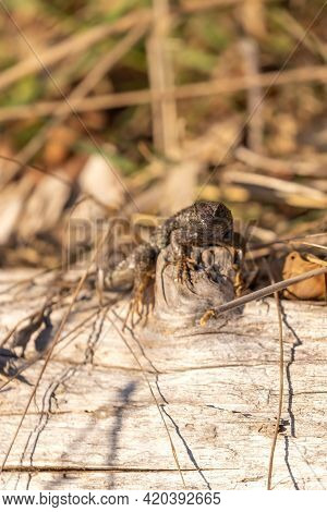 Northern Aligator Lizard On A Log With Dead Grasses