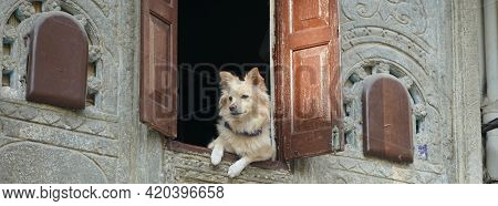 Protective Watch Dog Looking Through His Open First Floor Window. Cute Dog Waits And Waits For His F