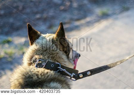 Defocus Close-up Of The Back Of The Husky's Head, Siberian Laika. Yellow Grey Hair On The Head Of A
