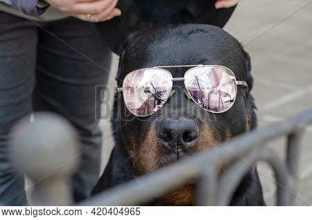 rottweiler sunglasses