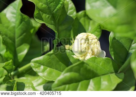 Jasminum Sambac Flower