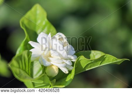 Jasminum Sambac Flower