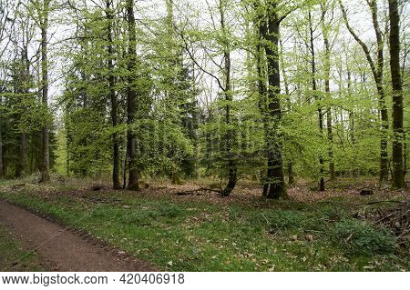 Hike Path Through A Forest In Spring, Young Green Foliage