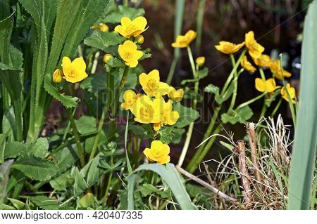 Spring Flowering Marsh Marigold Caltha Palustris, In Garden Pond