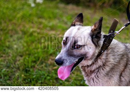 Defocus Close-up Of The Smiling Husky's Face, Siberian Laika. Yellow Grey Hair On The Head Of A Pet.