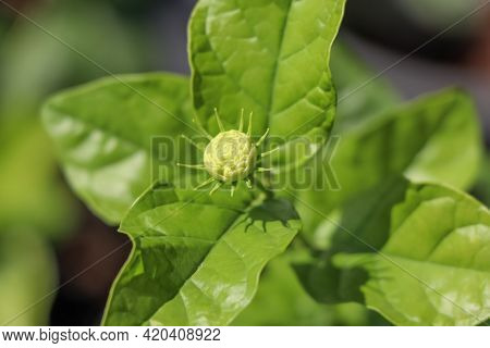 Jasminum Sambac Flower
