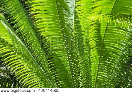 Cycad Leaf Background Pattern In A Garden.
